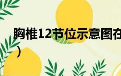 胸椎12节位示意图在哪（胸椎12节位示意图）